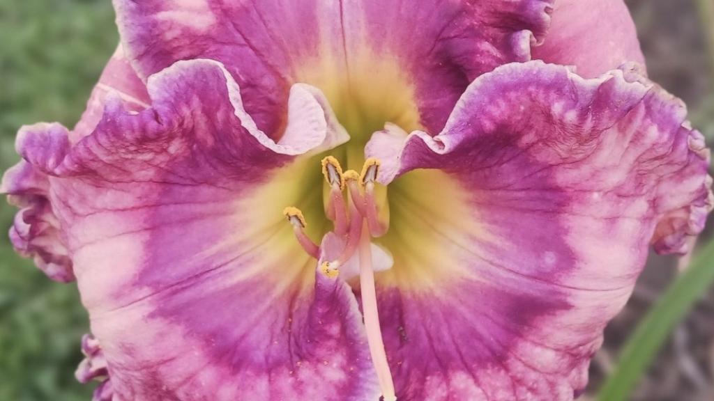 Hillsdale Lily Garden | Choose Iowa